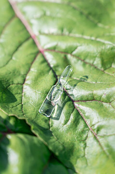 Glass ampoules with transparent cosmetic serum or meso cocktail on juicy green beet leaf. Organic cosmetics concept, anti-aging care, plant extracts, eco-beauty industry