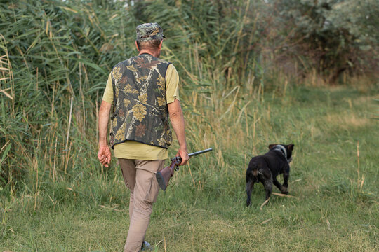 A hunter with his dogs, a spaniel and a german pointer, walk along the reeds in search of a pheasant.