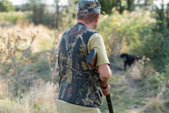 A hunter with a gun and his pet dogs. A spaniel and a german wirehaired pointer drathaar in search of a pheasant.