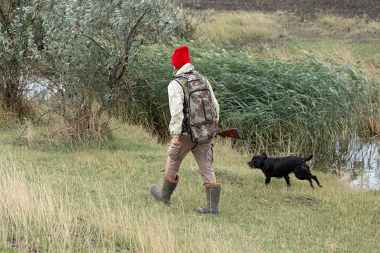 A hunter with his dogs, a spaniel and a german pointer, walk along the reeds in search of a pheasant.