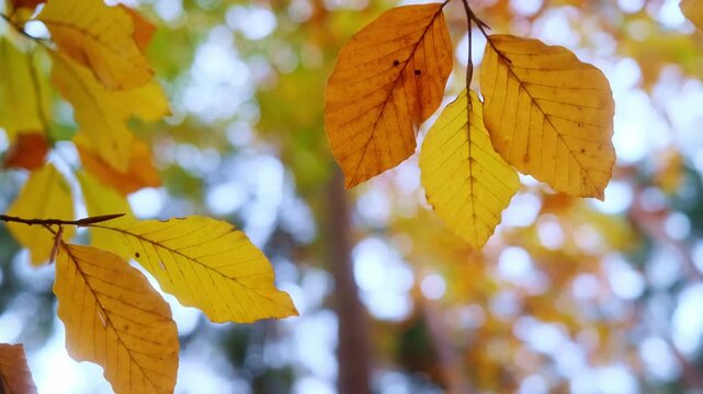 beautiful branch with autumn leaves in a forest or park. Autumn background, 4K video footage.