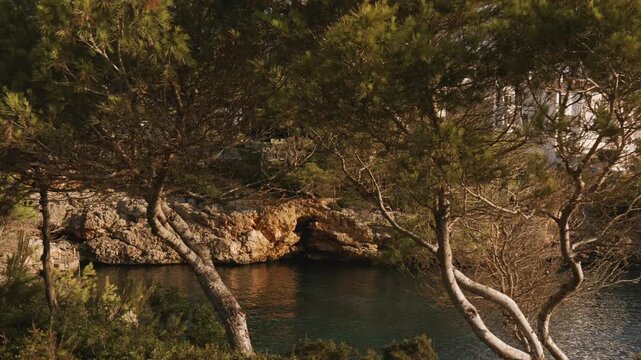 Cala Esmeralda turquoise cove in Mallorca, cliffside pine trees leaning over the water