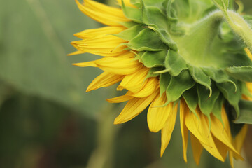 Sunflower from behind on a blurred green background. Yellow sunflower flower close-up. Macro photo of sunflower petals on a summer day. Close-up of a blooming sunflower with bright yellow petals © Mariia