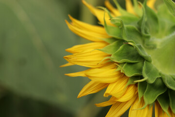 Sunflower from behind on a blurred green background. Yellow sunflower flower close-up. Macro photo of sunflower petals on a summer day. Close-up of a blooming sunflower with bright yellow petals © Mariia