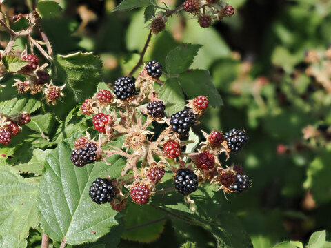 Brombeere