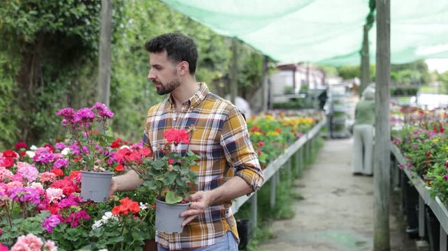 In showroom, man customer inspect shelves filled with flowers, hold pot with young geranium plant in hands. Shopping malls with decorative flowering plants, wholesale flower market