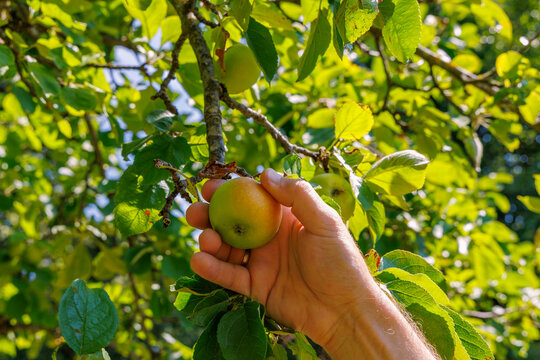 Close up of hand picking fresh ripe apple from tree branch in organic orchard, autumn harvest and agriculture concept