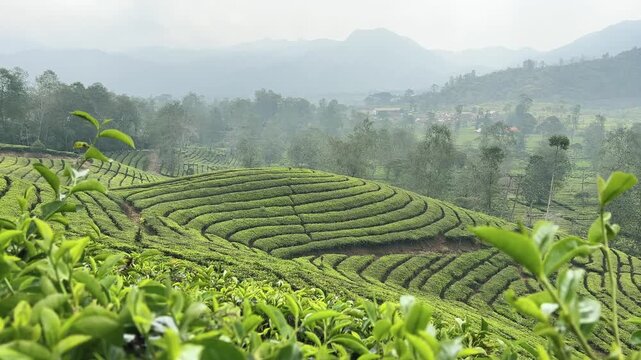 Expanses of recently harvested tea plantations. lush and vast tea plantations. the cool air of the tea plantation