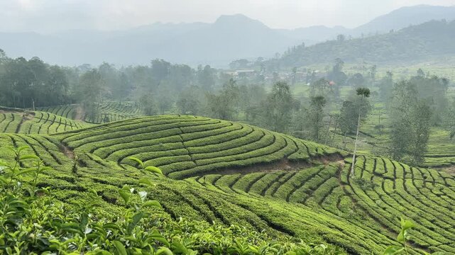 Vast tea plantations with neatly trimmed tea plants that have just been harvested. Horizontal video.
