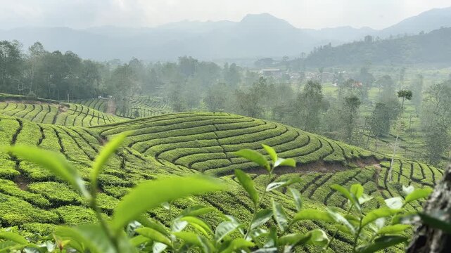 Vast expanses of tea plantations, thriving tea bushes, freshly harvested tea fields, and neatly arranged tea leaves. The green tea plantation creates a cool atmosphere.