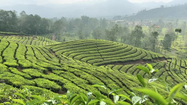 Rancabali Ciwidey, West Java, Indonesia - August 23, 2026: A video showing a vast expanse of green tea plantations. The tea plants there have already been harvested. Video Horizontal
