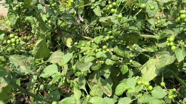 A fruiting (Solanum nigrum) or (leunca) plant.