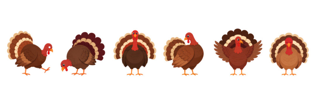 Cute thanksgiving turkey bird cartoon character set in different poses autumn harvest holiday vector illustration isolated PNG with Transparent Background