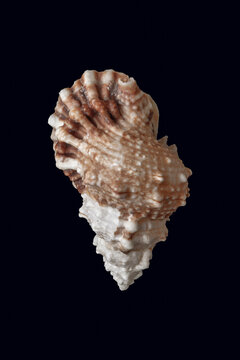 Light brown sea shell isolated over dark background