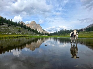 Naklejka premium Dolomites Fanes Valley Alpine Cow Standing in Shallow Lake With Mountain Reflection and Serene Meadow Landscape