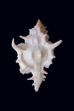 Light brown sea shell isolated over dark background