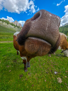 curious brown-and-white cow rests on a green alpine meadow with rugged mountains and a dramatic cloudy blue sky, captured in an extreme close-up that conveys playfulness, calm, and pastoral charm.