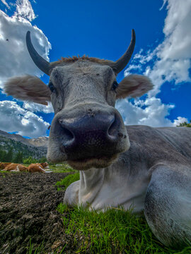 Cow resting on a field of dolomites mountains