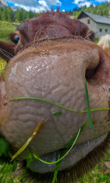 curious brown-and-white cow rests on a green alpine meadow with rugged mountains and a dramatic cloudy blue sky, captured in an extreme close-up that conveys playfulness, calm, and pastoral charm.