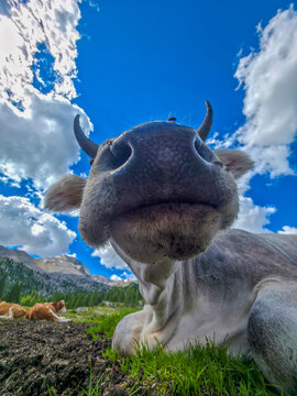 curious brown-and-white cow rests on a green alpine meadow with rugged mountains and a dramatic cloudy blue sky, captured in an extreme close-up that conveys playfulness, calm, and pastoral charm.