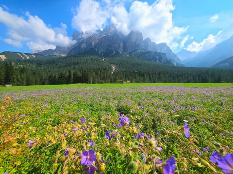 dolomites flower-filled alpine meadow dotted with wild geraniums in the foreground with a dense conifer forest and the imposing rocky peaks of the Dolomites in the background