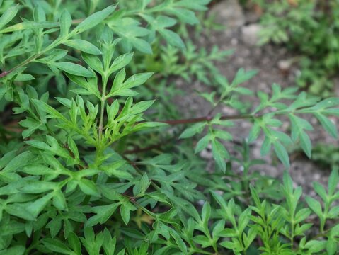 Close up view of fresh green cosmos caudatus leaves, commonly known as ulam raja, growing healthily in an organic herb garden under natural sunlight for culinary, botanical, and medicinal concepts