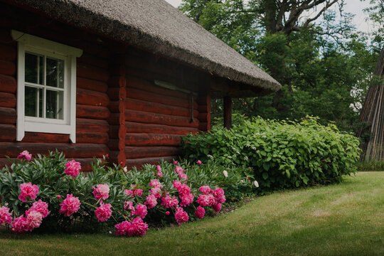 Laane County, Estonia - 25 June 2026: View of a traditional red log cabin with a thatched roof surrounded by vibrant pink peonies and lush green foliage in a peaceful rural setting.