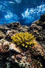 Yellow green acropora hard coral growing on underwater reef with water surface. © PIPE DIVE UNDERWATER