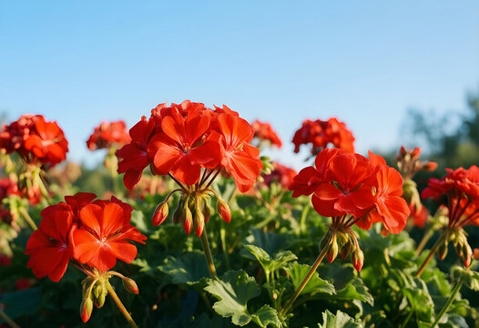 Red geranium flowers blooming in a garden, vibrant nature and summer season, floral background with clear blue sky