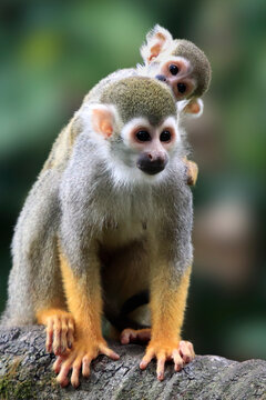 Squirrel Monkey with Baby Clinging to Its Back, Close Up of Squirrel Monkey with Baby on Its Back, Squirrel Monkey Parent and Baby Perched on Tree Branch