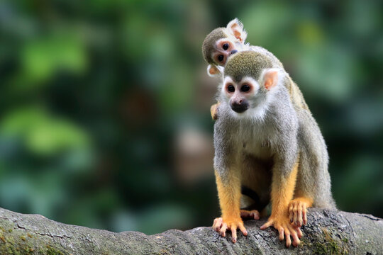 Squirrel Monkey with Baby Clinging to Its Back, Close Up of Squirrel Monkey with Baby on Its Back, Squirrel Monkey Parent and Baby Perched on Tree Branch