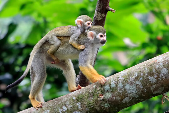 Squirrel Monkey with Baby Clinging to Its Back, Close Up of Squirrel Monkey with Baby on Its Back, Squirrel Monkey Parent and Baby Perched on Tree Branch
