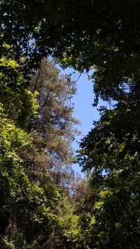 trees in the forest