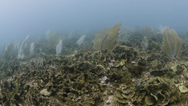 Coral Reef Dominated by Agaricia Coral in Tela Honduras