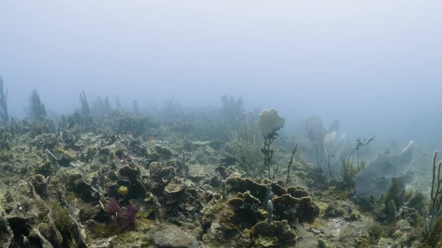 Degraded Caribbean Coral Reef in Tela Honduras