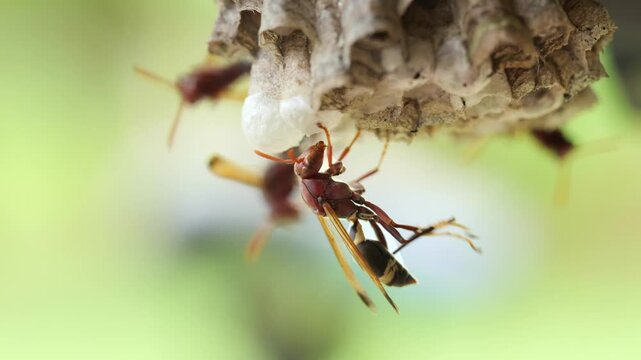 macro shooting of a horMacro Wasp Resting on Its Nestnet's nest with wasps	