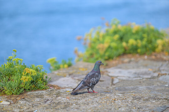 Pigeon biset (Columba livia)   gris fonc&eacute; aux reflets color&eacute;s dans la lumi&egrave;re