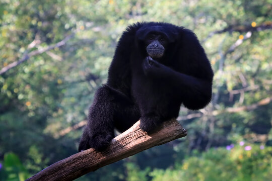 Close-up portrait of a Siamang (Symphalangus syndactylus) with dense black fur and expressive facial features