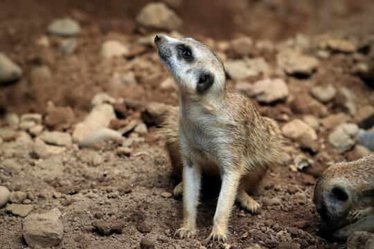 Meerkat​​​​​​​ a species of carnivorous mammal in the family Herpestidae that inhabits the Kalahari desert region and the Namib in Africa