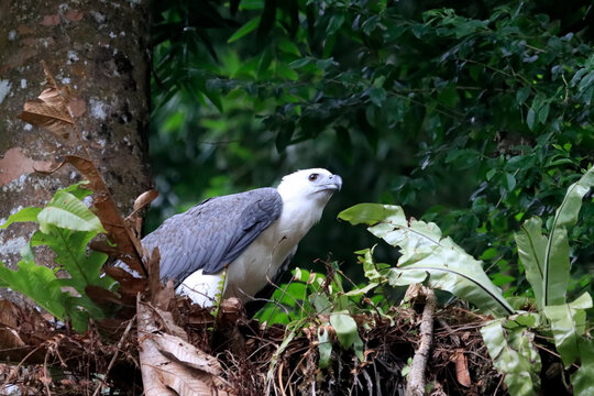 White-bellied Sea Eagle guarding its nest up in the tree, White-bellied Sea Eagle protects its nest from predator disturbances