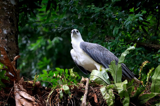 White-bellied Sea Eagle guarding its nest up in the tree, White-bellied Sea Eagle protects its nest from predator disturbances
