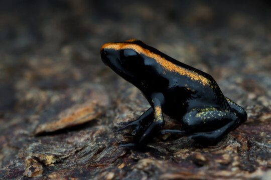 a Froglet Golden poison dart frog (Phyllobates terribilis) close-up on bark. Colourful bright yellow tropical frog