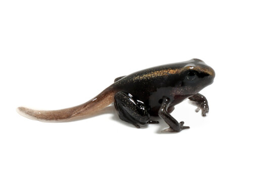 a Froglet Golden poison dart frog (Phyllobates terribilis) close-up isolated on white background, Colourful bright yellow tropical frog