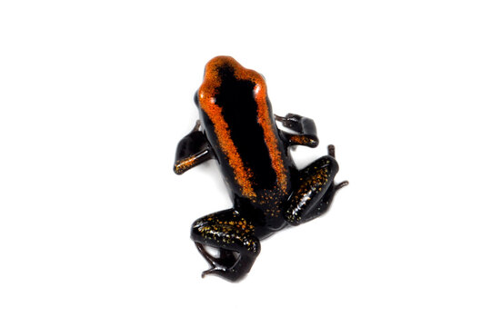 a Froglet Golden poison dart frog (Phyllobates terribilis) close-up isolated on white background, Colourful bright yellow tropical frog