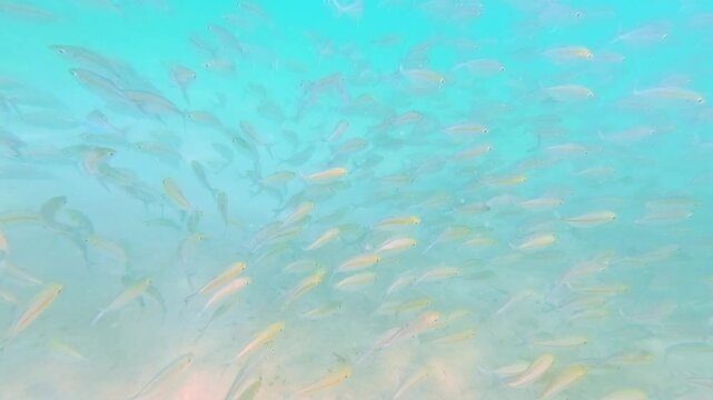 Large School of Scad Swimming Underwater in Slow Motion, Indonesia