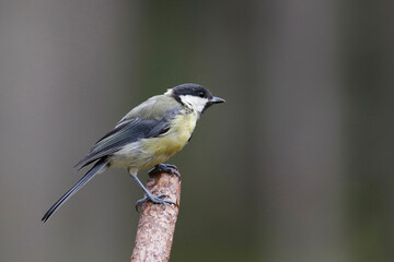Great tit © John Sandoy