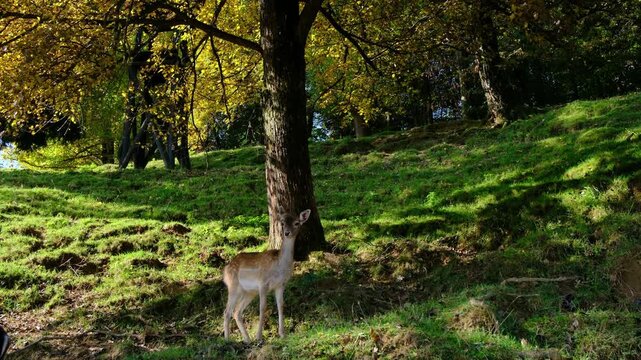 Young spotted deer graze on green grass field with scenic vineyard hills background. Jelenov Greben eco reserve offers beautiful views of animals living in peaceful harmony.