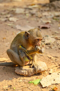 Krong Siem Reap, Siem Reap Province, Cambodia - 04 February 2020: View of a macaque monkey sitting on a stone and eating a banana in the Angkor Wat temple complex.