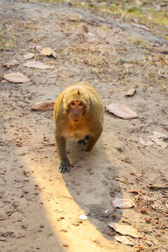 Krong Siem Reap, Cambodia - 04 February 2020: View of a macaque monkey walking on a dirt path near the historic Angkor Wat temple complex.