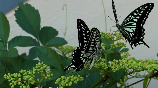 asian swallowtail butterfly drinking nectar on bushkiller (japanese cayratia herb) flowers